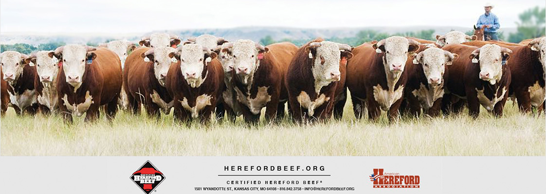 Certified Hereford Beef